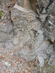 Cylindropuntia waltoniorum