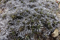 Celmisia laricifolia