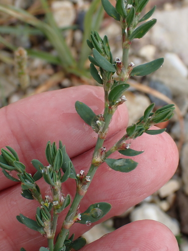 Image of Polygonum raii by no rights reserved