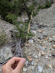 Bouteloua reflexa