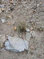 Bouteloua reflexa