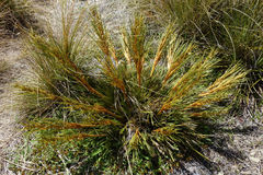 Aciphylla montana