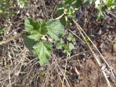Malacothamnus fasciculatus