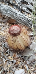 Melocactus harlowii