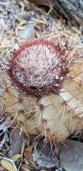 Melocactus harlowii