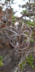 Tillandsia paucifolia