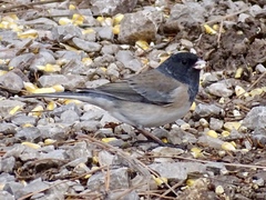 Junco hyemalis oreganus × mearnsi