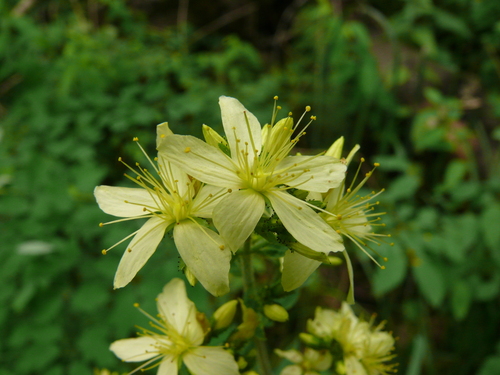 Hairy St John's-wort (Hypericum hirsutum)