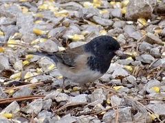 Junco hyemalis oreganus × mearnsi