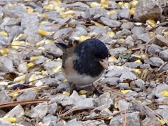 Junco hyemalis oreganus × mearnsi