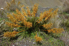 Aciphylla montana