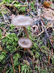 Arrhenia obscurata