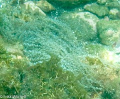 Laviactis lucida