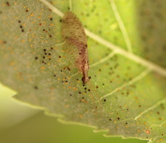 Hemerobius humulinus