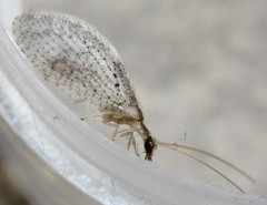 Hemerobius humulinus