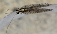 Hemerobius humulinus