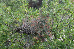 Psittacanthus sonorae