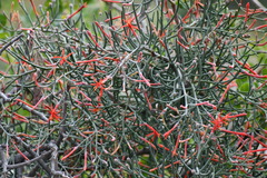 Psittacanthus sonorae
