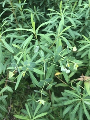 Euphorbia kraussiana