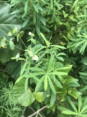 Euphorbia kraussiana