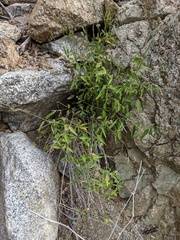 Iresine angustifolia