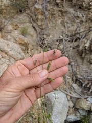 Iresine angustifolia