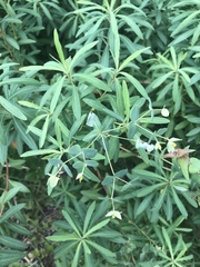 Euphorbia kraussiana