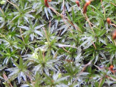 Atrichum altecristatum