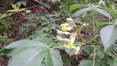 Aesculus pavia flavescens