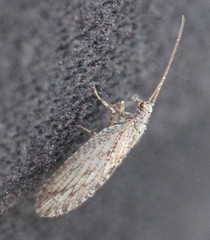 Micromus variolosus