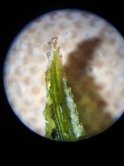 Atrichum altecristatum