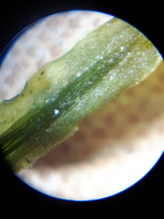 Atrichum altecristatum
