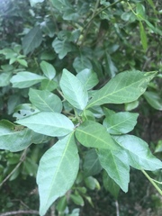 Allophylus decipiens