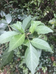 Allophylus decipiens