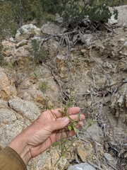 Iresine angustifolia