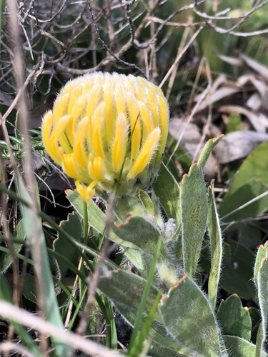 Thompson's Gift (Leucospermum conocarpodendron)