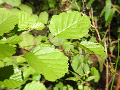 Iberian Alder