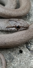 Cubophis cantherigerus