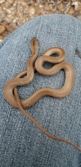 Cubophis cantherigerus