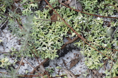 Cladonia prostrata