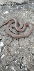 Cubophis cantherigerus