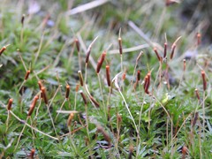 Atrichum altecristatum
