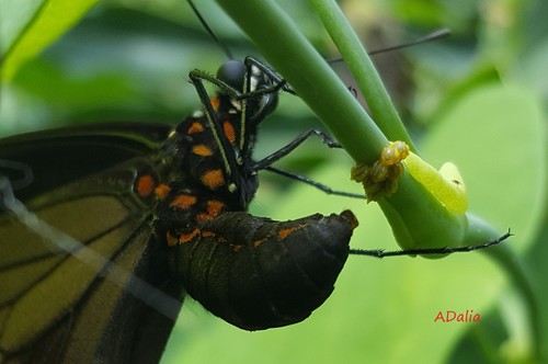 Polydamas Swallowtail