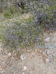 Ruellia californica peninsularis