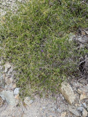 Ruellia californica peninsularis