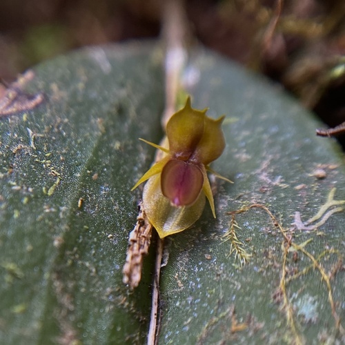 Lepanthes mucronata