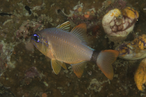 Ringtail Cardinalfish