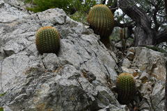 Ferocactus diguetii