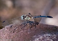 Dythemis