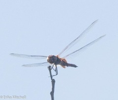 Tramea abdominalis